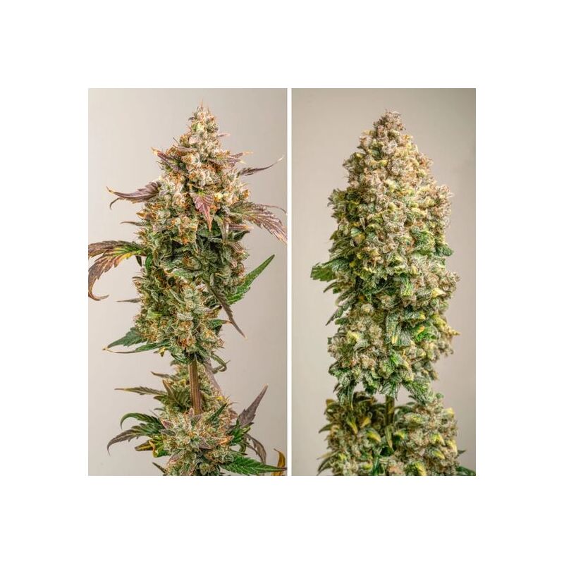 Auto Red Tropicana Cookies, Фасовка: 3, изображение 4